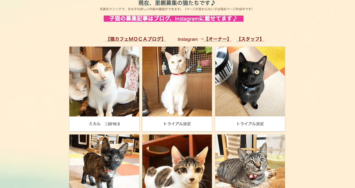 10選 福岡でおすすめの猫カフェ人気店まとめ 天神博多でゆっくりできる癒しスポット Fukuokab フクビー